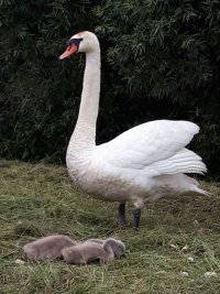 Łabędzie na Obwodnicy Północnej