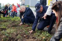 Komendant Miejski Policji w Żorach podczas sadzenia żonkili