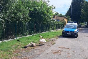 Na zdjęciu widać policyjny radiowóz a na pierszym planie rodzinę łabędzi.