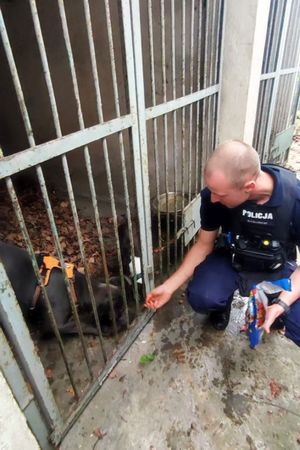 Na zdjęciu widać policjanta, który dokarmia złapane psy na policyjnych kojcach.