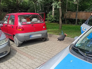Na zdjęciu widać radiowóz, a w tle zaparkowany czerwony samochód.