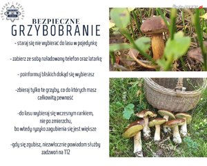 Grafika przestawia informacje o zasadach bezpiecznego grzybobrania.