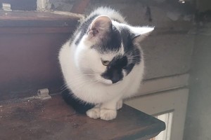 Na zdjęciu widać zabezpieczone koty.