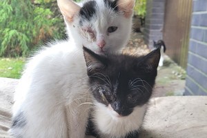 Na zdjęciu widać zabezpieczone koty.