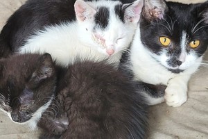 Na zdjęciu widać zabezpieczone koty.