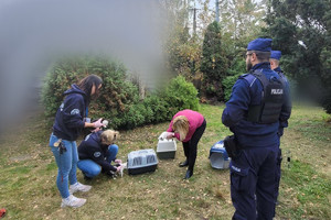 Na zdjęciu widać policjantów oraz wolontariuszy zabezpieczających koty.
