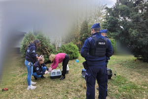 Na zdjęciu widać policjantów oraz wolontariuszy zabezpieczających koty.
